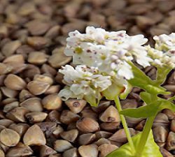 Miniaturka 4 - Nasiona gryki naturalne wypełnienie do poduszek