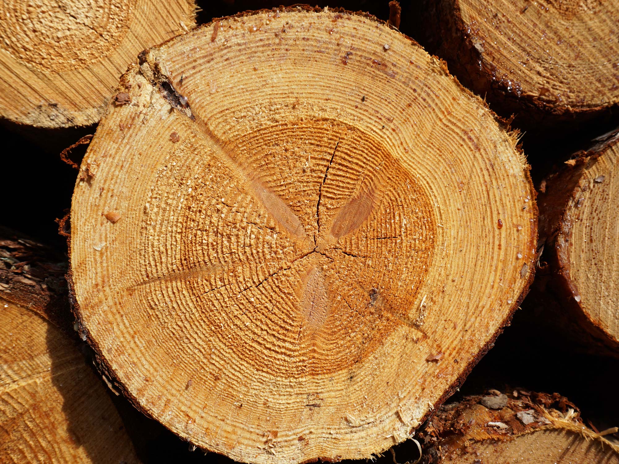 Lite drewno – Co To Znaczy