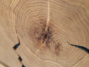 Miniaturka 8 - Detal usłojenia litego dębu z wyrazistymi sękami