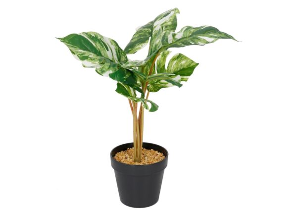 Sztuczna monstera jasna 46 cm o biało-zielonych liściach w czarnej doniczce na białym tle