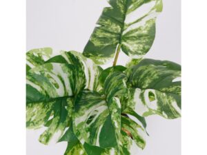 Miniaturka 1 - Sztuczna monstera jasna – detal zielono-kremowych, powycinanych liści