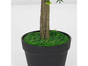 Miniaturka 2 - Teksturowany pień bukszpanu z fioletowymi kwiatami i czarna doniczka